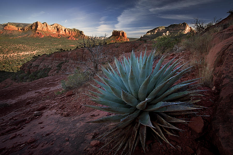 Landscape Photograph - Agave in the mountains by Dominique Dubied
