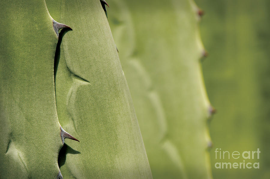 Agave leaf with spikes Photograph by Perry Van Munster