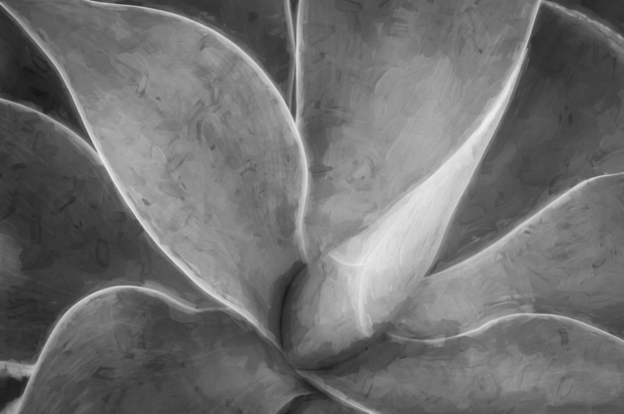 Agave Leaves Painted BW  Photograph by Rich Franco
