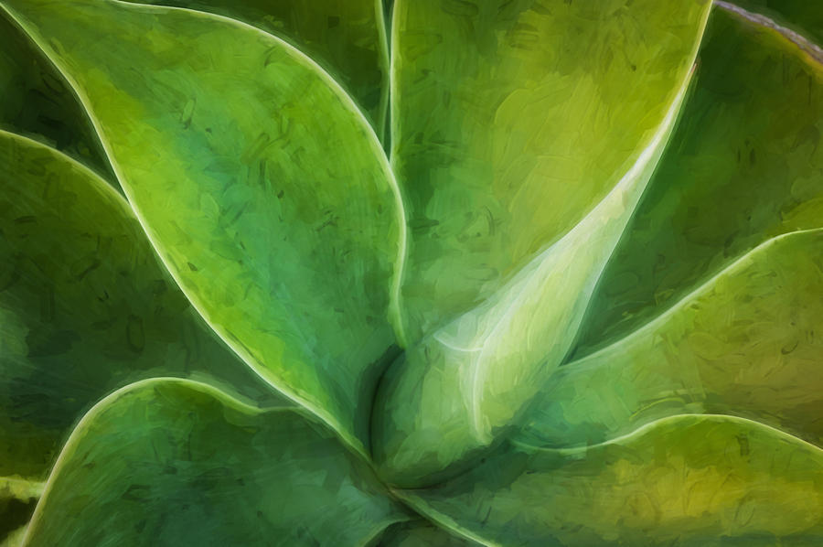 Agave Leaves Painted  Photograph by Rich Franco