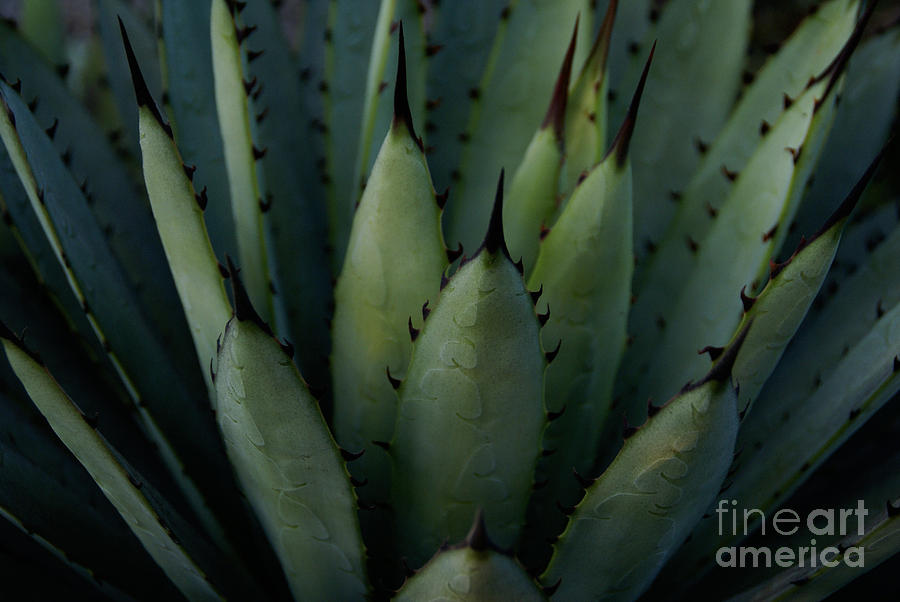 Agave Photograph by Linda Shafer