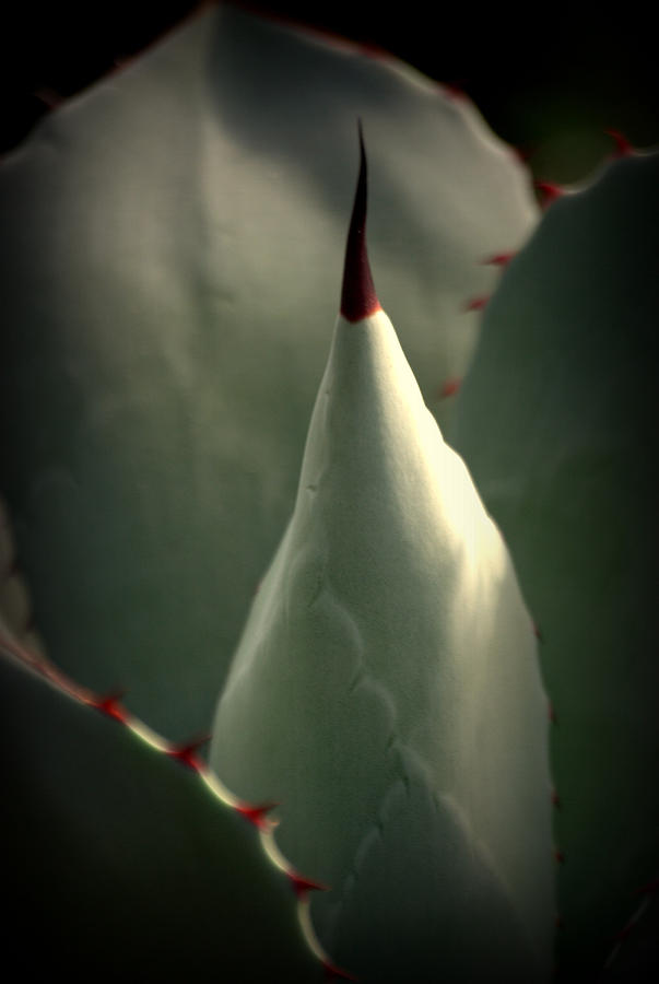 Agave Photograph by Nathan Abbott