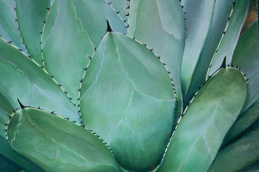 Agave Painting by Nick Payne