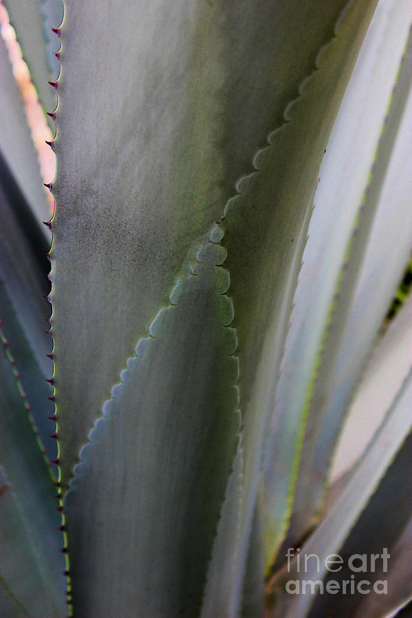 Agave Patterns Photograph by Al Bourassa