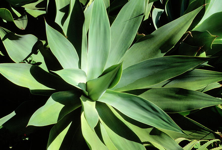 Agave Photograph by Philippe Psaila/science Photo Library