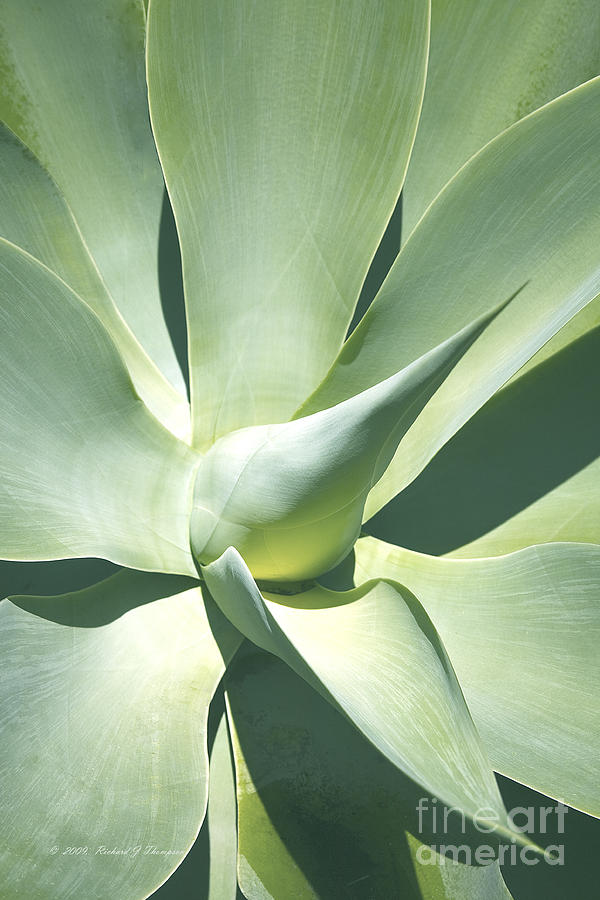 Agave Plant 1 Photograph by Richard J Thompson 