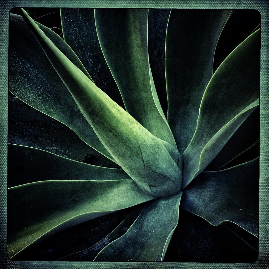 Agave Plant Photograph by Denise Taylor