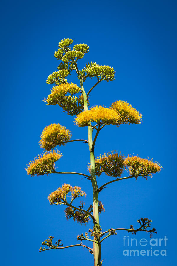 Agave Plant Photograph by Juan Silva