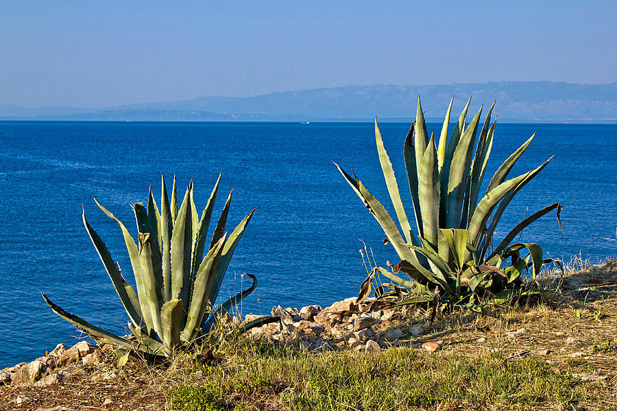 Agave plants by the sea Photograph by Brch Photography