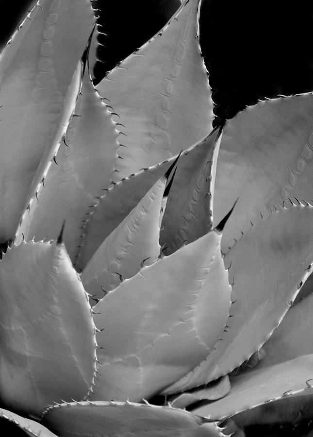 Agave Rosette Photograph by Nathan Abbott