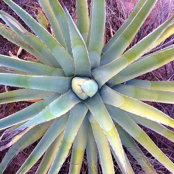Nature Photograph - Agave by Ryan Hoffman