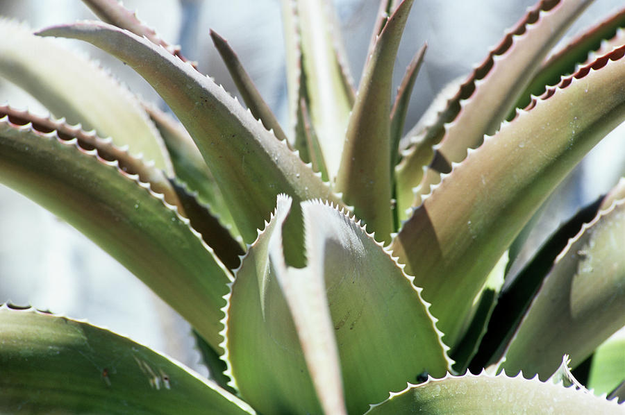 Agave Photograph by Sinclair Stammers/science Photo Library