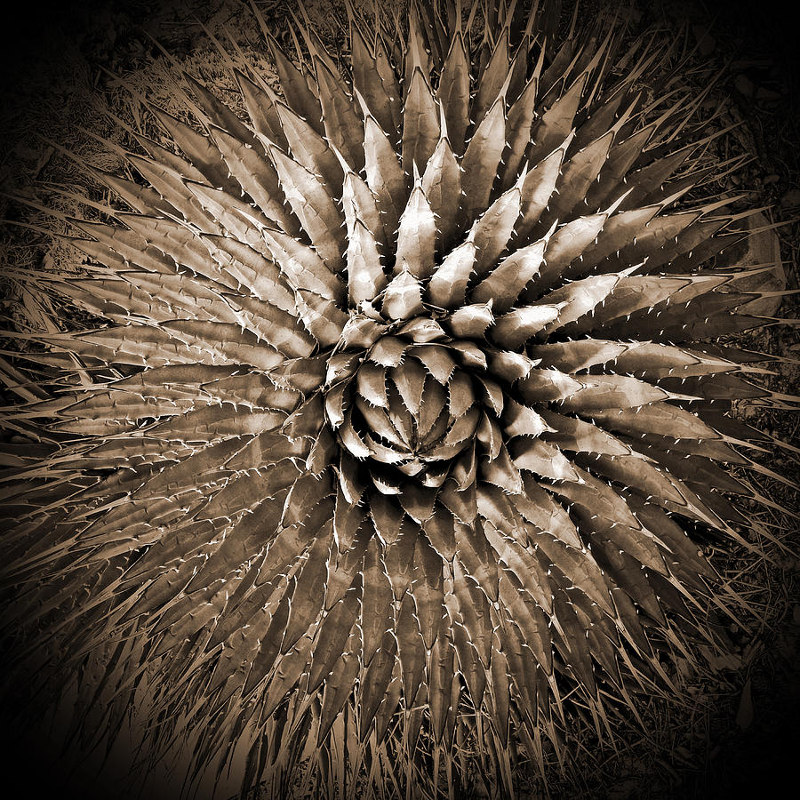 Agave Spikes Sepia Photograph by Alan Socolik