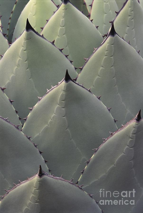 Agave Spines Photograph by Kevin Schafer