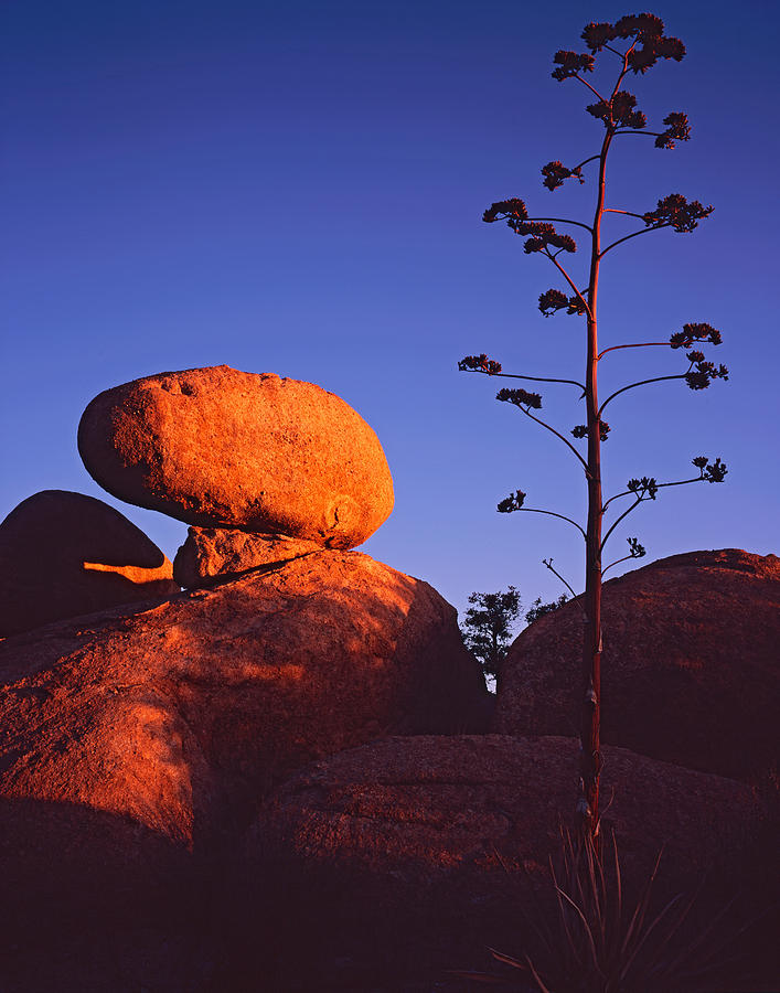 Agave Stalk and Boulder Photograph by Tom Daniel