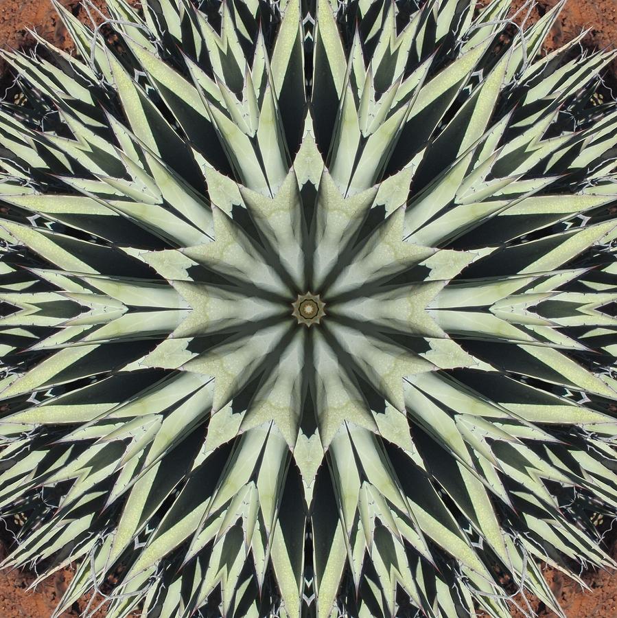 Agave Star by Trina Stephenson Agave Star by Trina Stephenson