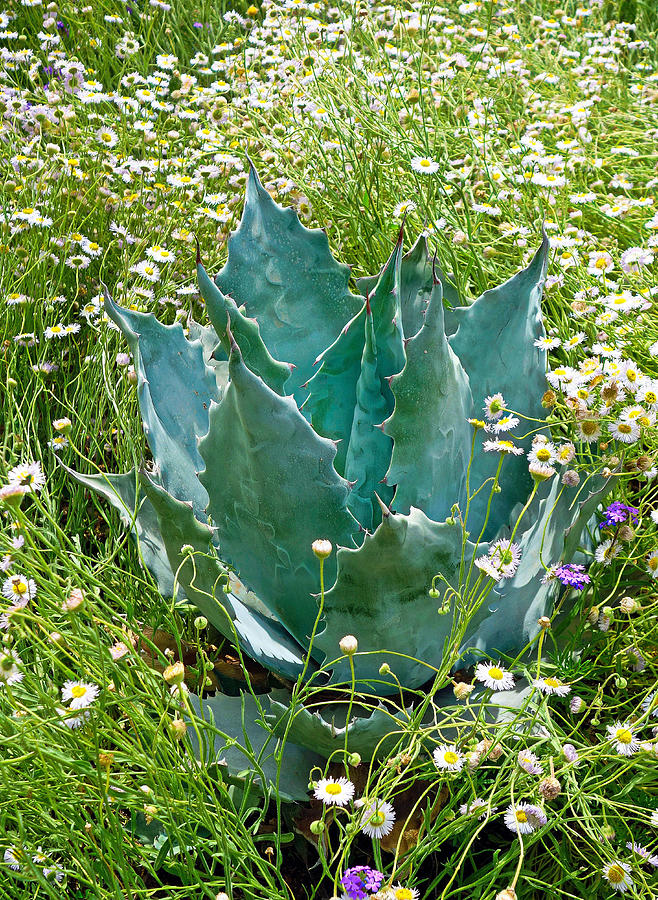 Agave Swaddled in Asters Photograph by Robert Meyers-Lussier