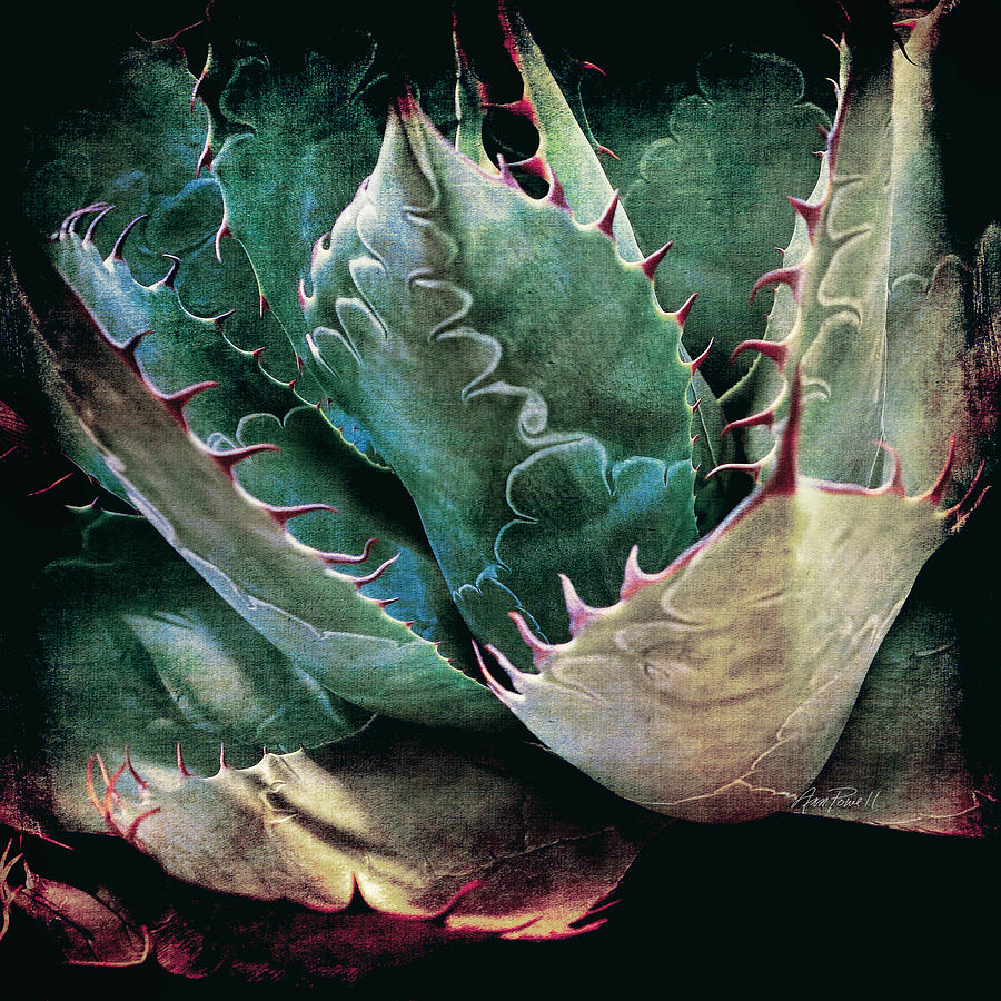 Agave - textured photo art Photograph by Ann Powell