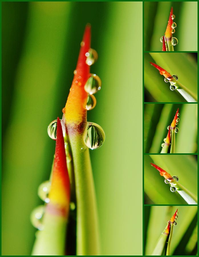 Agave thorn collage Photograph by Werner Lehmann