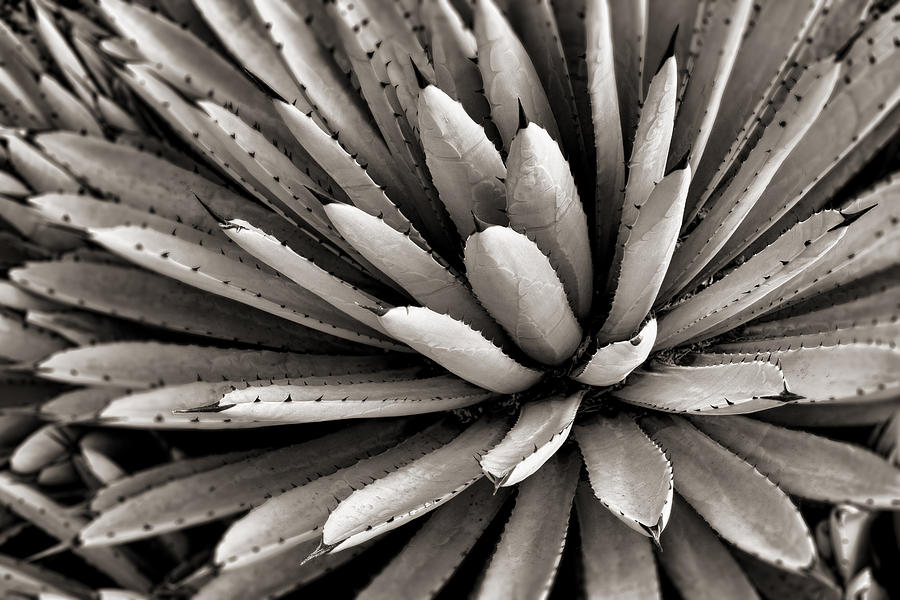 Agave Toned BW Photograph by Kelley King