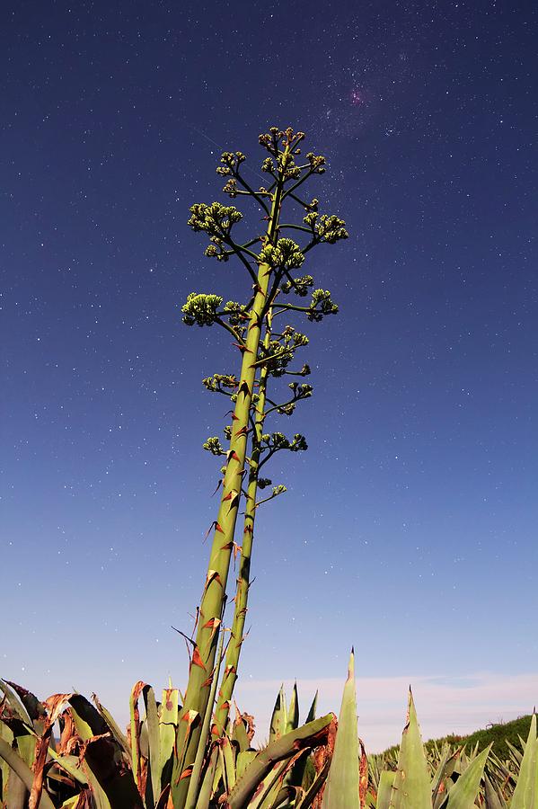 Space Photograph - Agave Tree And Eta Carina Nebula by Luis Argerich