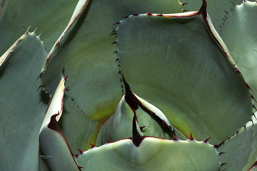 Agave Up Close Photograph by Phyllis Denton