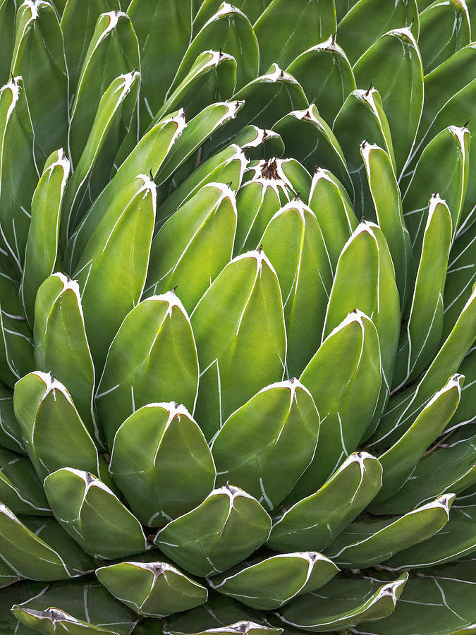 Agave Victoriae Reginae Photograph by Andy Sotiriou