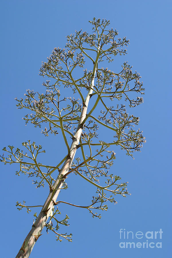 Agave With Flowering Stalk Photograph by Richard and Ellen Thane