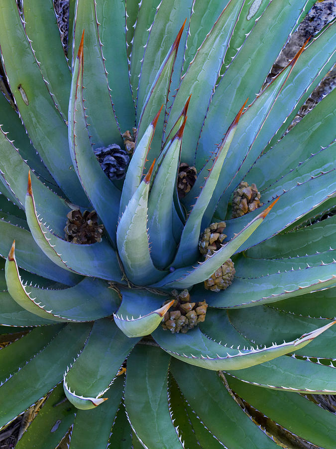 Agave With Pine Cones Photograph by Tim Fitzharris