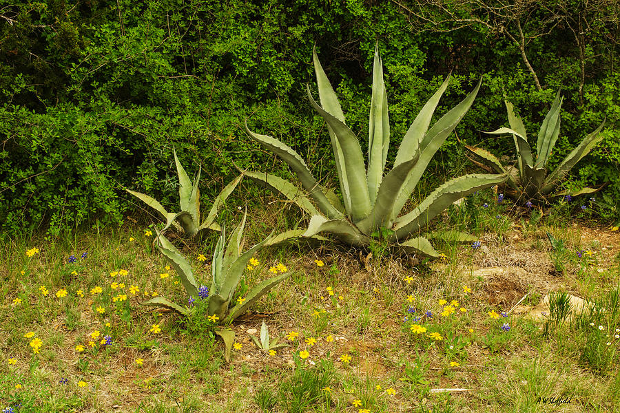 Agave With Wildflowers Photograph