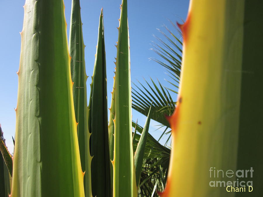 Agaves and palm trees Photograph by Chani Demuijlder