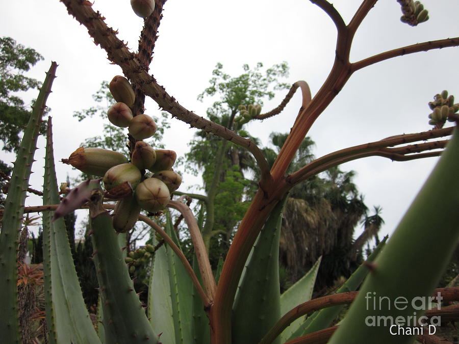 Agaves and trees Photograph by Chani Demuijlder