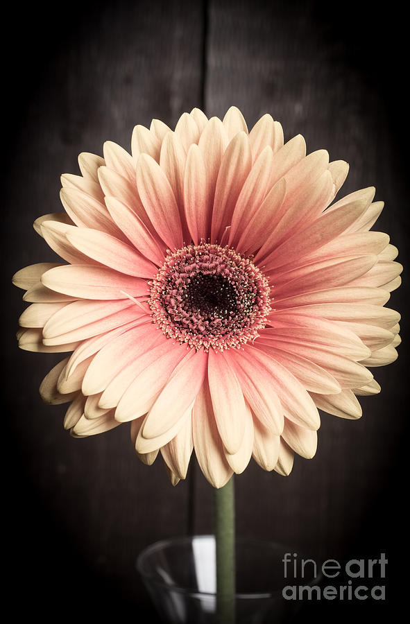 Daisy Photograph - Aster flower by Edward Fielding
