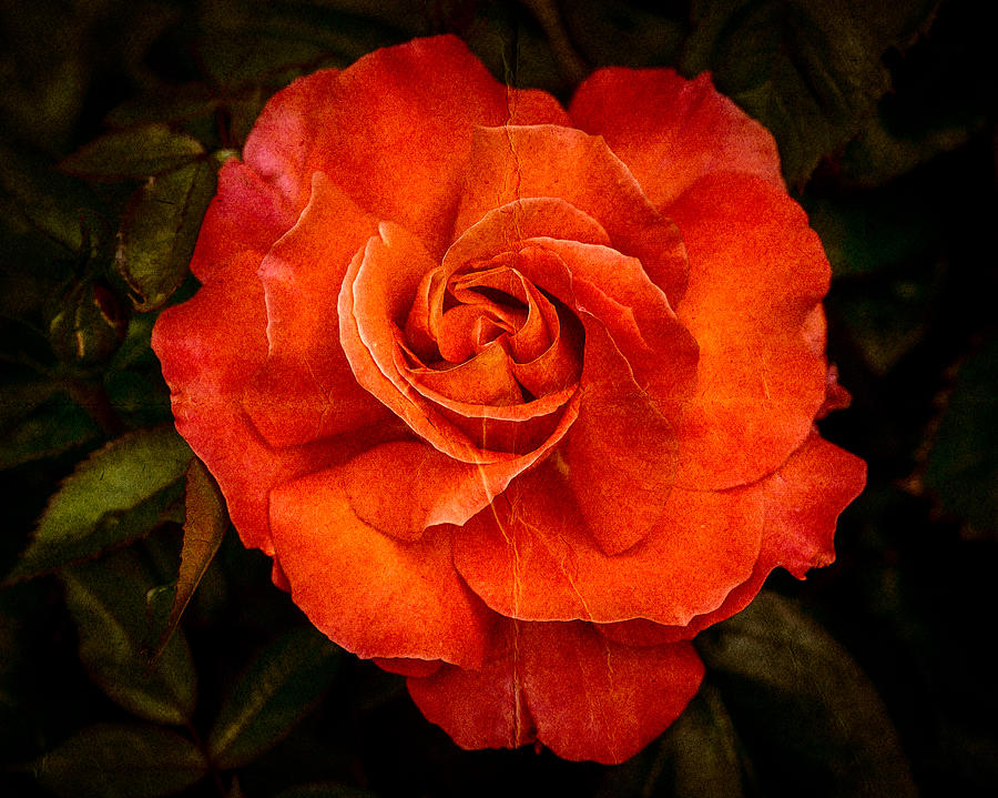Aged Red Rose Photograph by Mark Llewellyn