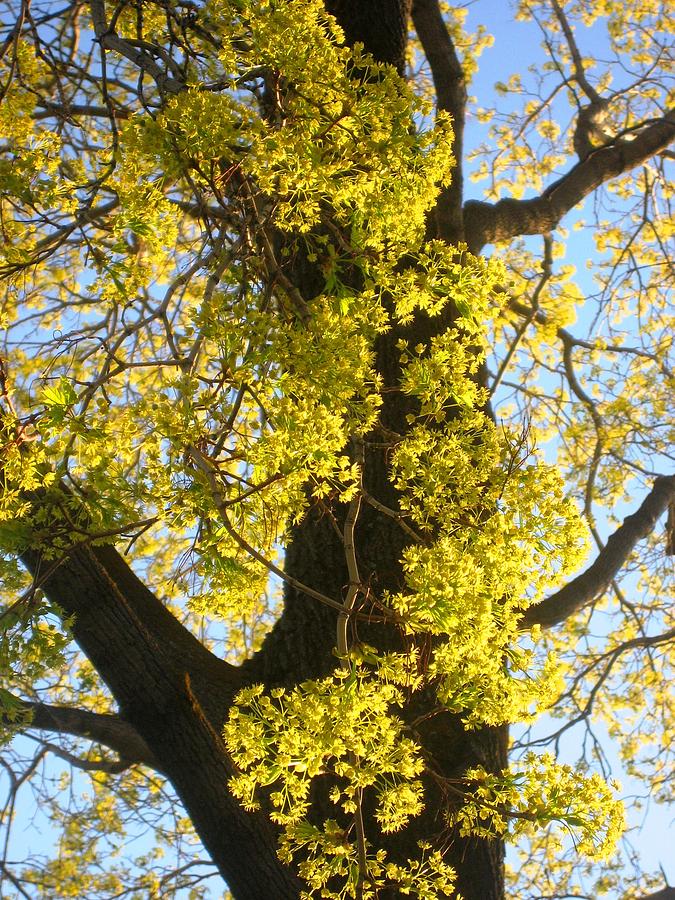 Aged Tree with Spring Flowers Photograph by Gary Wang - Fine Art America