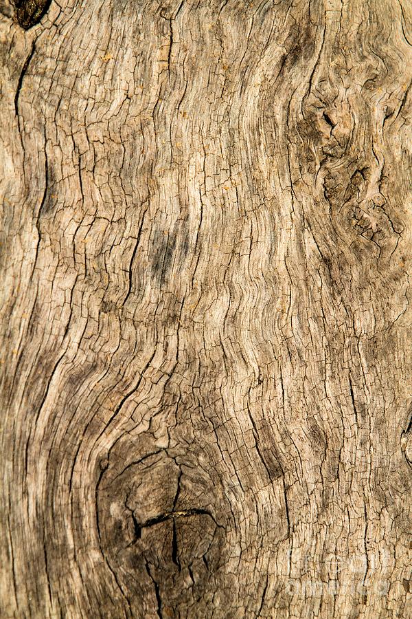 Aged Wood Photograph by John Harmon