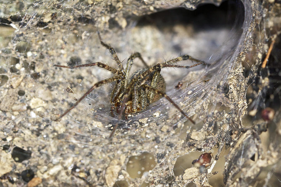 Agelenidae Spider in Funnel Web - Grass Spider Photograph by Carol Senske