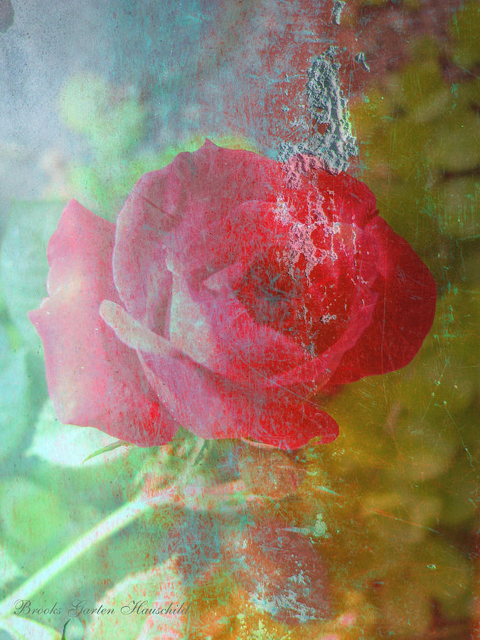 Ageless - Rose on Stone - Manipulated Photography Photograph by Brooks Garten Hauschild