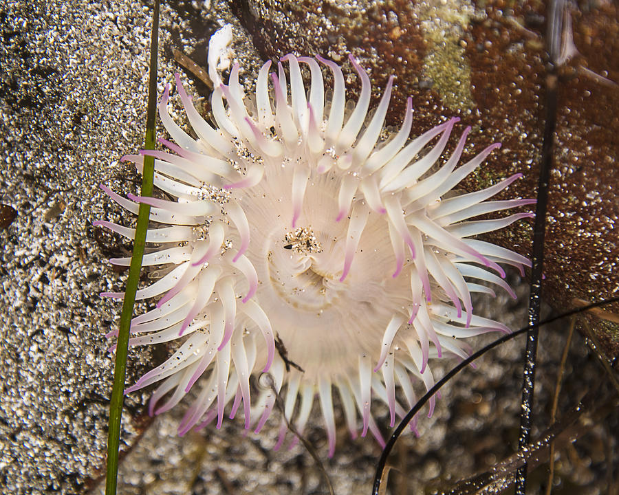 Aggregating Anemone Photograph by Lee Kirchhevel