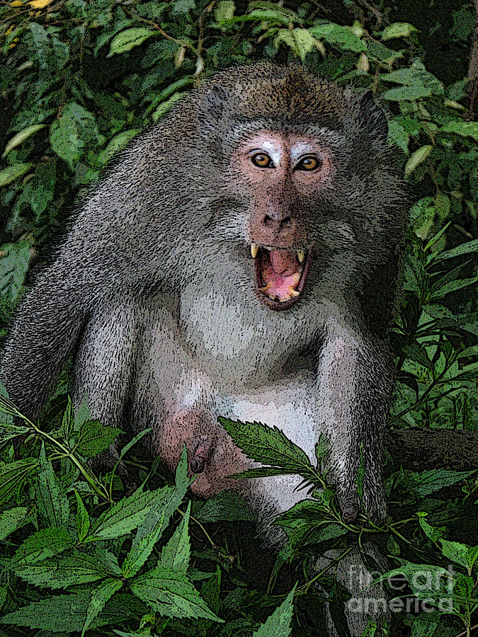 Aggressive monkey from Bali Photograph by Sergey Lukashin