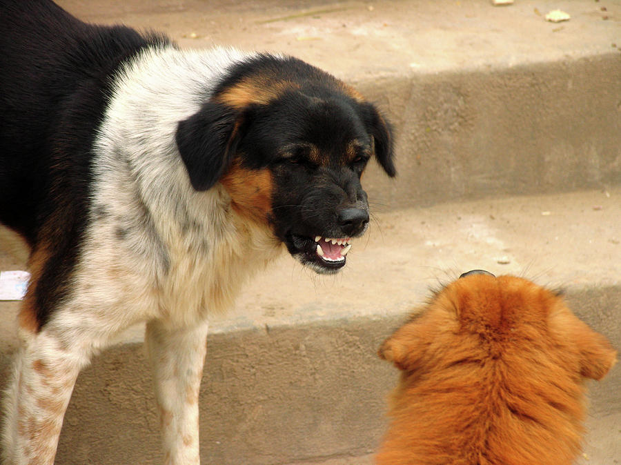 Aggressive Dogs Photograph by Bjorn Svensson/science Photo Library