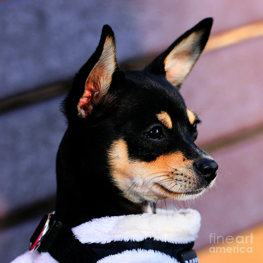 Agie - Chihuahua Pitbull Photograph
