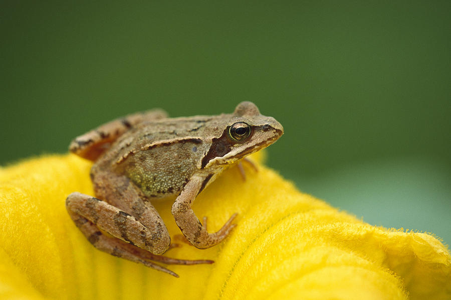 Agile Frog On Flower Bavaria Photograph by Konrad Wothe