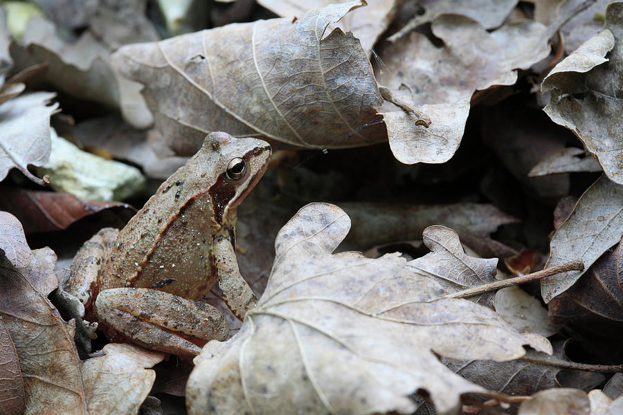 Agile Frog Rana Dalmatina In Leaf Photograph by Cyril Ruoso