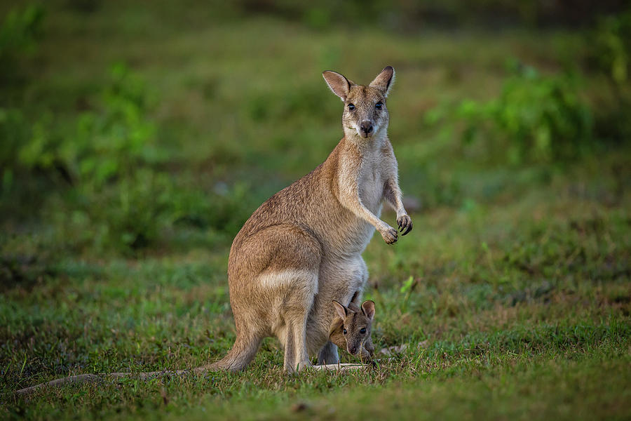 Agile Or Sandy Wallaby With Joey Photograph by Richard Ianson