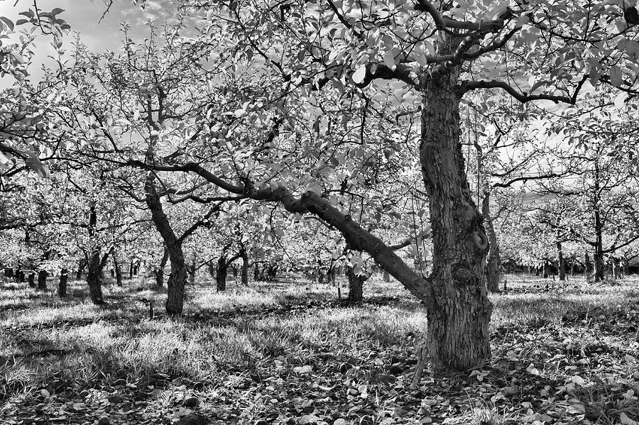 Aging Autumn Orchard Photograph by Allan Van Gasbeck