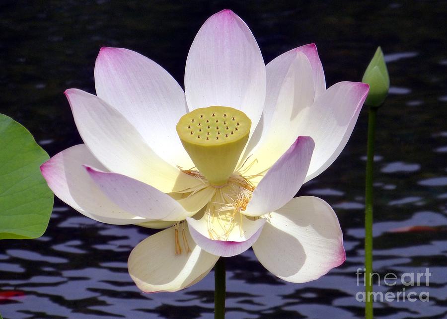 Aging Lotus Photograph by Barbie Corbett-Newmin