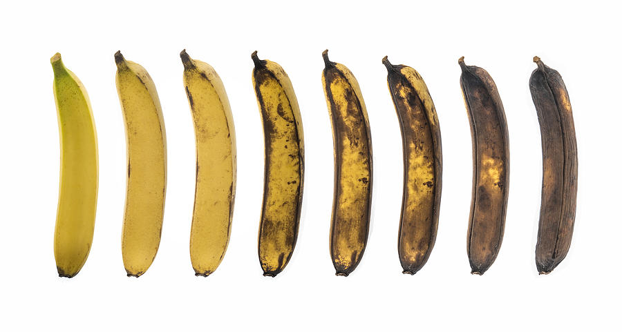 Aging Process Of Banana On White Background Photograph by Copyright Xinzheng. All Rights Reserved.