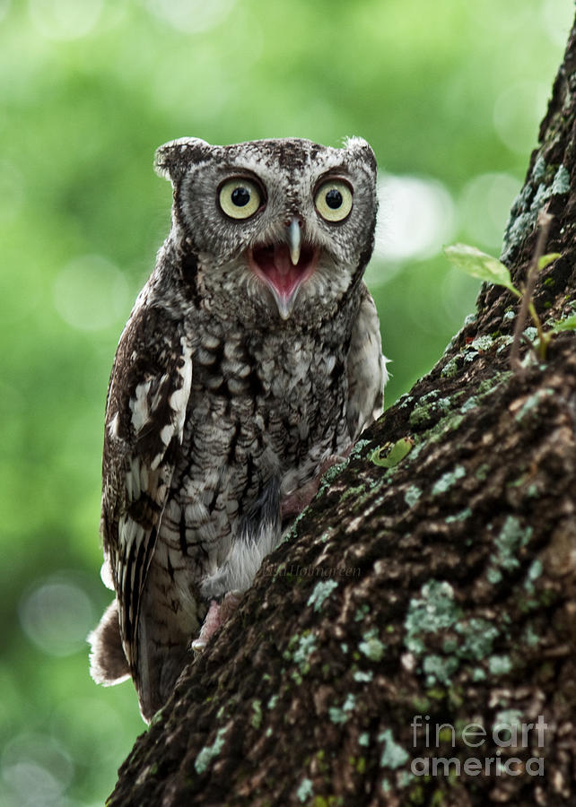 Owl Photograph - Agitation by Lisa Porier