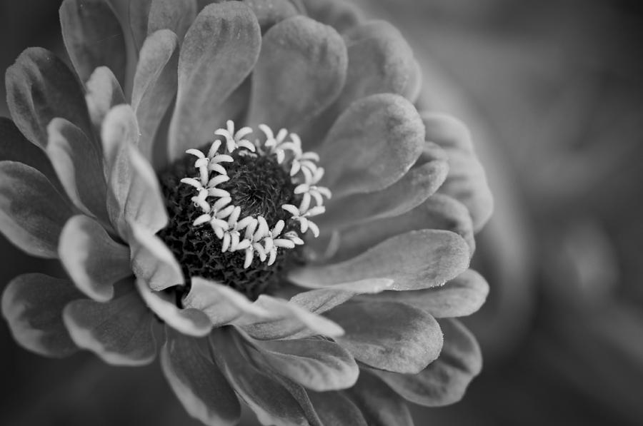 Black And White Photograph - Aglow by Chris Fleming